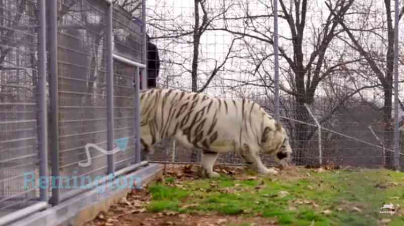 Atração de animais do zoológico Dade City’s Wild Things é encerrada após ação judicial de ONG
