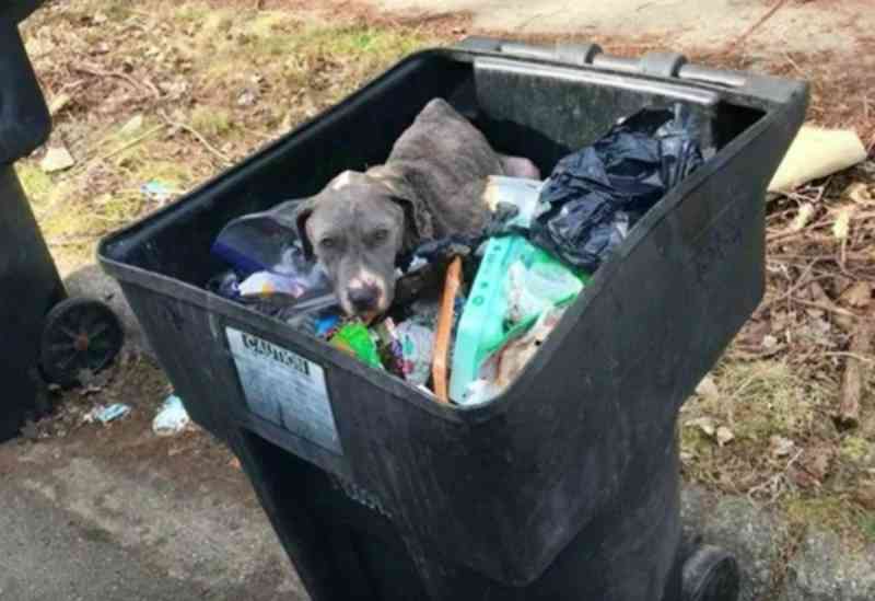 Cadela explorada a vida toda para reprodução é abandonada no lixo