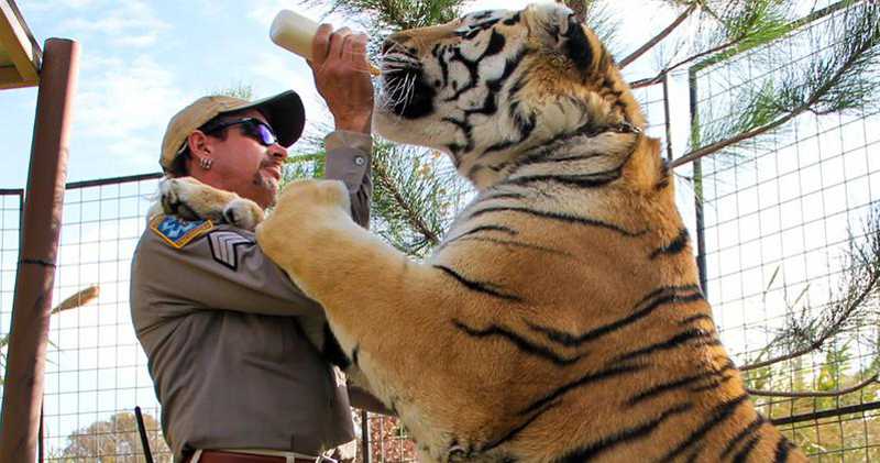 39 tigres do rei tigre da Netflix agora estão a salvo em um santuário de animais