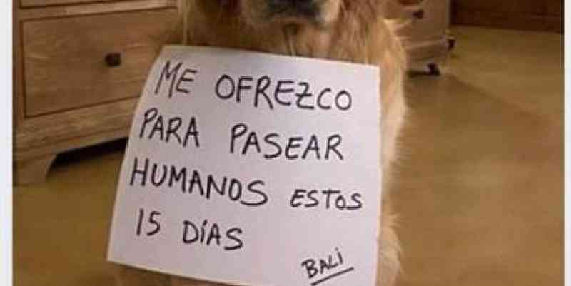 Homem espanhol é denunciado por alugar cães para ‘passear com humanos’ para burlar quarentena