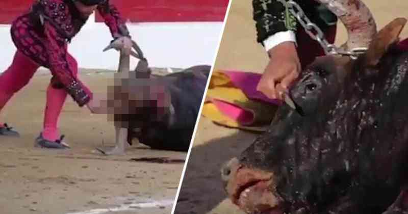 Toureiro esfaqueia a cabeça do touro várias vezes enquanto o animal chora – A verdade sobre a tauromaquia