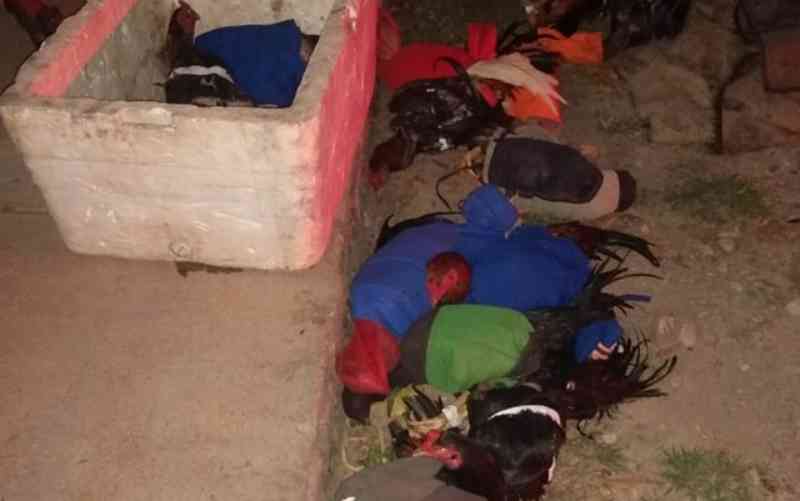 Mais de 20 pessoas são detidas em rinha de galo realizada em rancho de Porangatu, GO