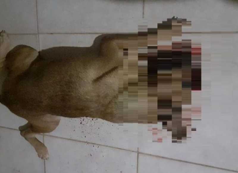 Polícia prende homem que matou cachorro a tiros em Rialma, GO