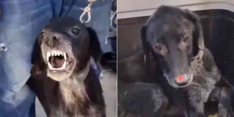 A comovente reação de um cachorro maltratado ao ser acariciado pela primeira vez