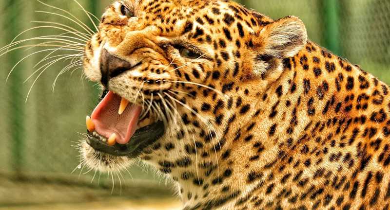 Leopardos são flagrados ‘patrulhando’ base aérea na Índia; VÍDEO