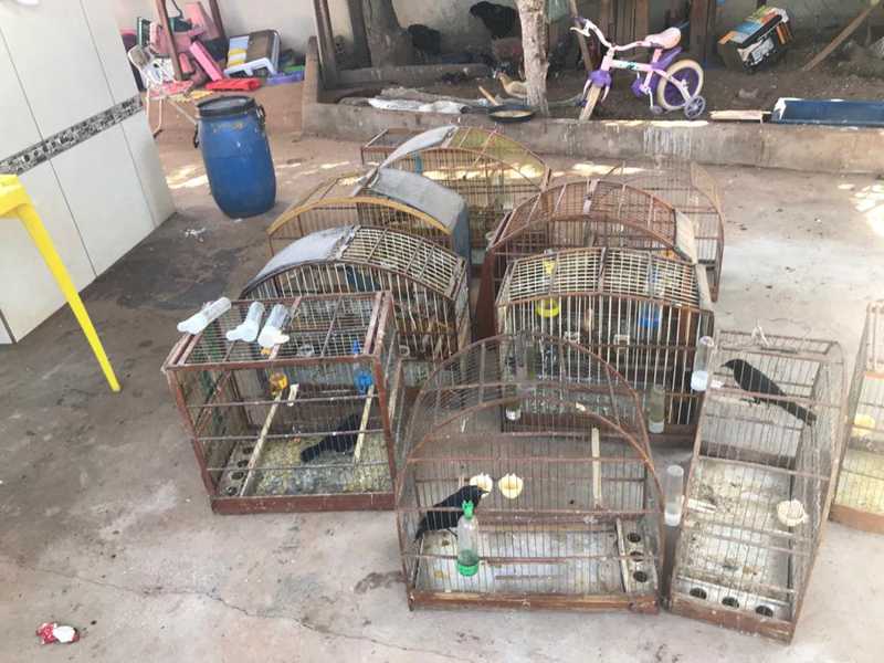 Ao cumprir mandado de prisão em casa, policiais flagram suspeito com 17 aves silvestres em cativeiro