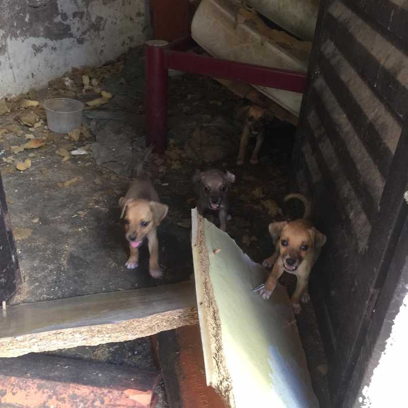 Animais estavam desnutridos — Foto: Projeto Lunaar/Divulgação