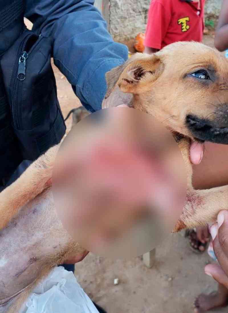 Polícia prende suspeito de sequestrar filhote de cachorro e matá-lo esfaqueado em MT