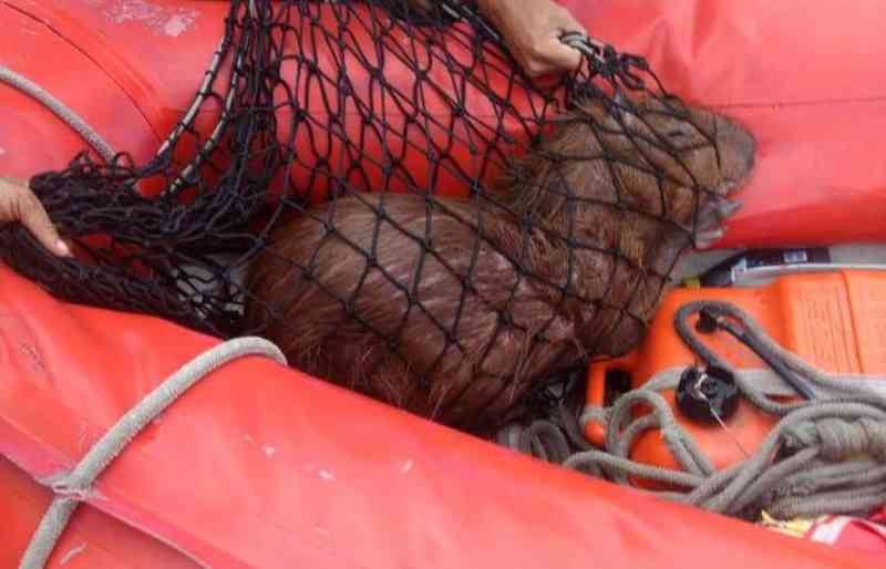 Capivara é resgatada após quase se afogar no mar de Olinda, PE