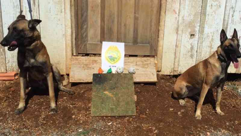 Denúncia de maus tratos de animais em Guarapuava, PR