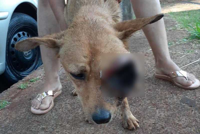 Cachorra com gravíssimo ferimento no olho é resgatada em Cascavel (PR) e precisa de ajuda