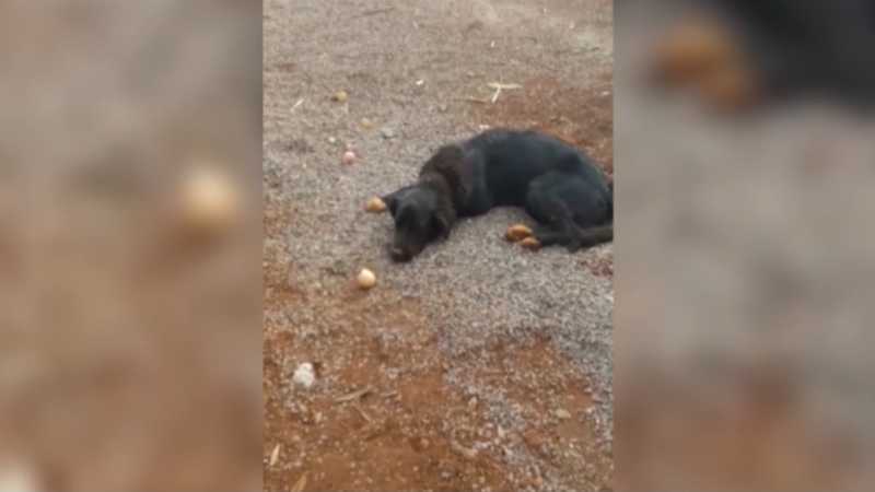 Homem denuncia envenenamento de cães na região da FAG, em Cascavel, PR