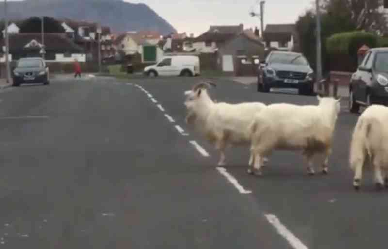 Cabras selvagens invadem cidade no País de Gales após isolamento