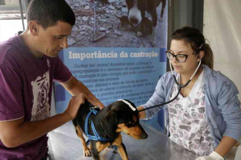 Rede de Proteção Animal de Curitiba suspende mutirão e vai remanejar atendimentos para evitar aglomeração