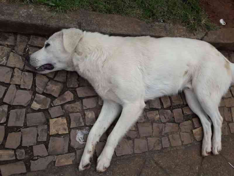 Cão é morto estrangulado na Praça da Inconfidência, em Petrópolis, RJ