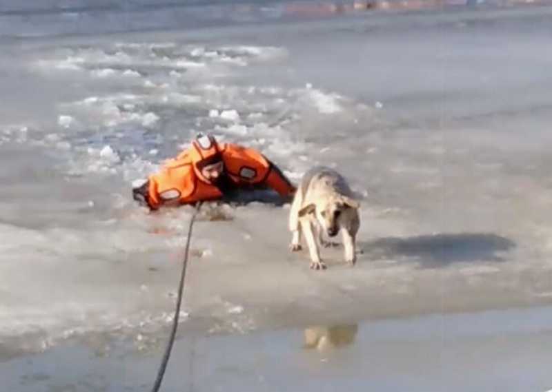 Socorrista salva cachorro desesperado preso em lago de gelo; vídeo
