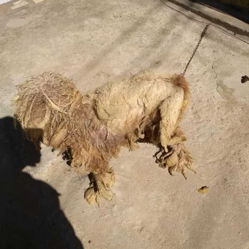 Guarda Municipal recolhe cachorro por maus-tratos em Itajaí, SC