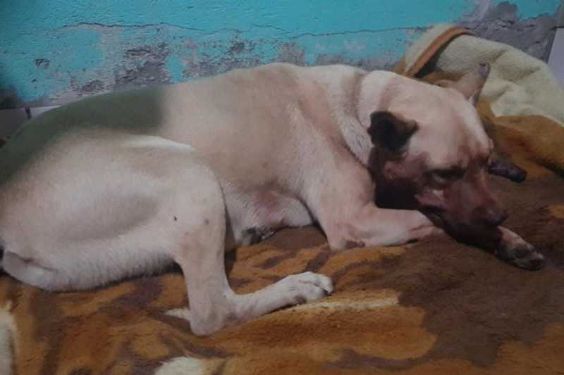 Cão é esfaqueado na cabeça em Itapema, SC