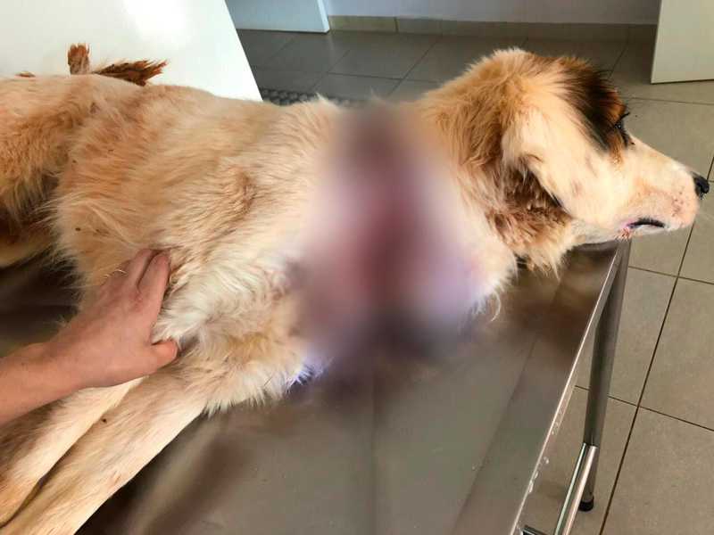 Cão com ferimento grave causado por corda é resgatado em Xanxerê (SC) e precisa de ajuda