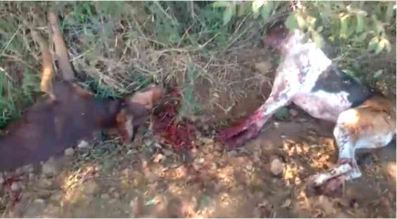 Crueldade: cães são mortos a tiros em estrada no interior de Zortéa, SC