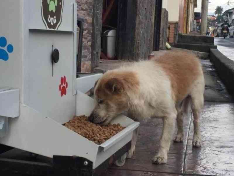 Cajamar (SP) terá bebedouros e comedouros públicos para cães