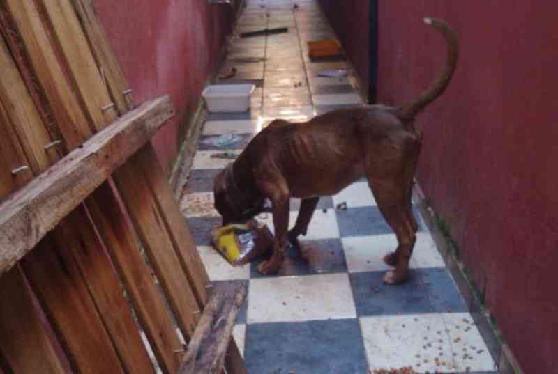 Polícia Ambiental aplica multa de 6 mil por abandono e maus-tratos a cachorros em Rio Claro, SP