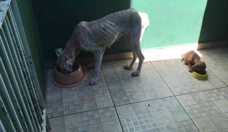 Cachorros são resgatados de situação de maus-tratos em Rosana, SP