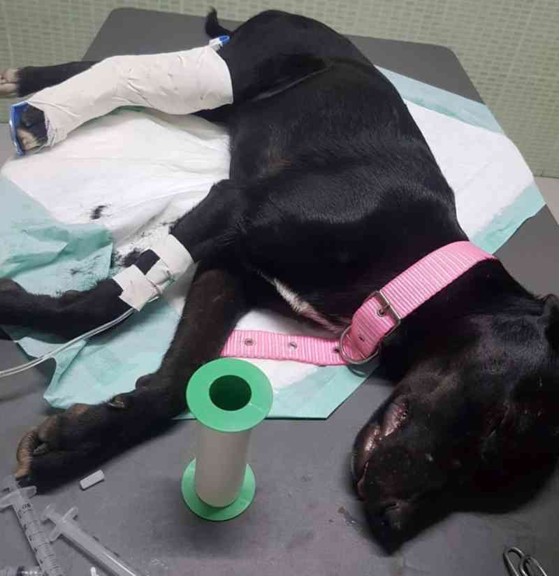 Técnica de enfermagem salva cachorro atropelado, e moradores fazem campanha para tratamento