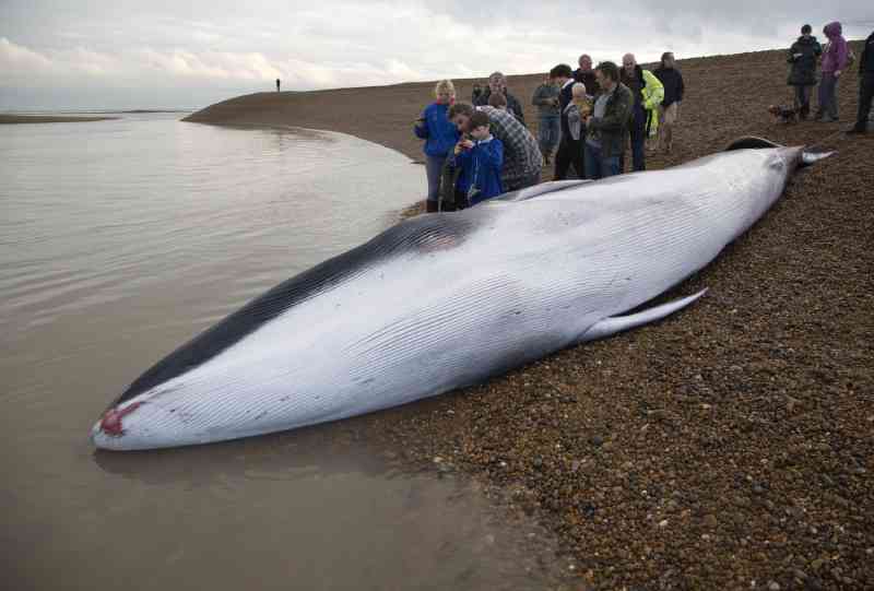 Baleias do Atlântico têm altos níveis de químicos procedentes do plástico