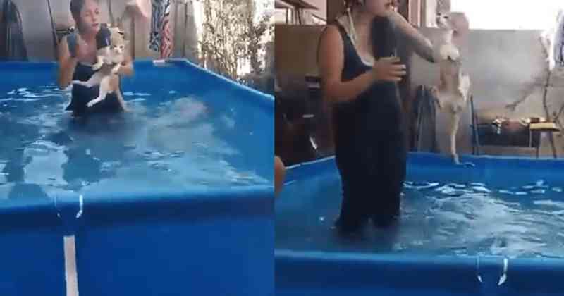 Mulher é denunciada por afogar seu gato em uma piscina na frente de crianças no Peru