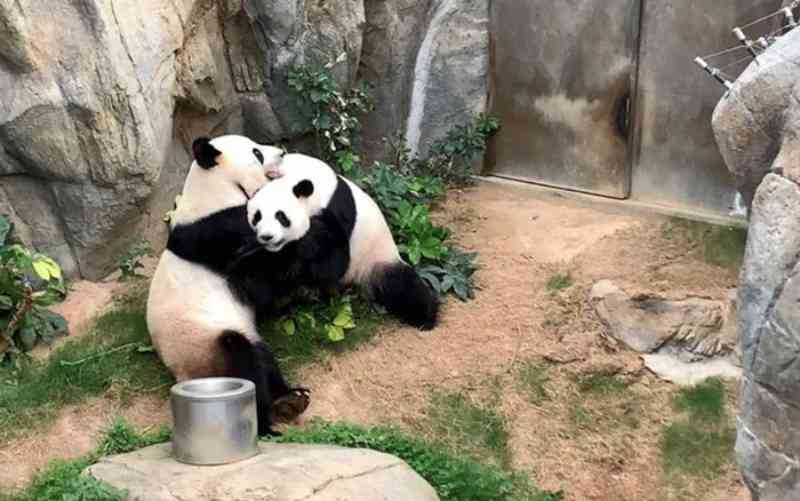 Pandas acasalam durante isolamento após 10 anos e provam que zoológicos tem que acabar