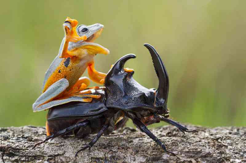 Um sapo montado em um besouro: esta é uma foto verdadeira da vida selvagem ou é uma cruel encenação ?