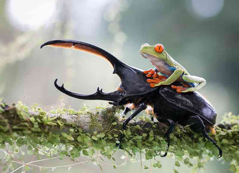 Menor rodeio do mundo: Série de fotos mostra um sapo montando um besouro –  Vírgula