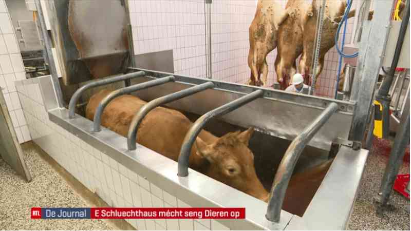 Vídeo que mostra uma vaca sendo abatida sem ‘anestesia’ viralizou e causou comoção