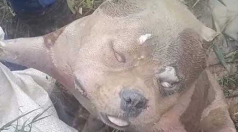 Mulher encontra cachorro de estimação morto a pauladas e faz denúncia ao Ministério Público do Acre