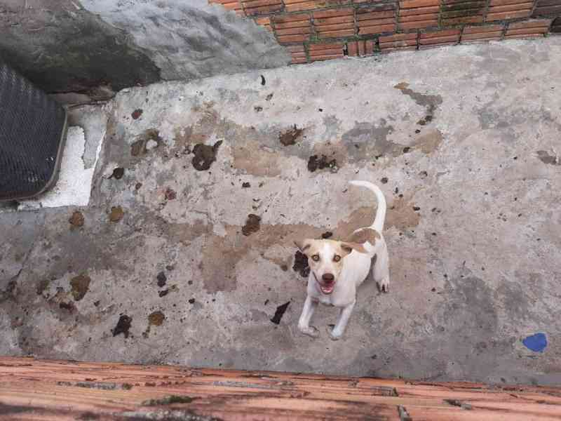 Vizinhos denunciam tutor de cães por maus-tratos em Manaus, AM