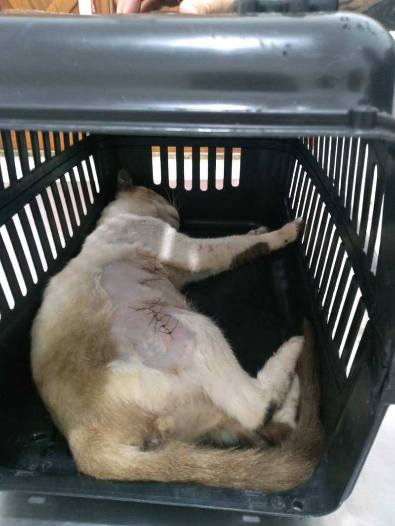 Gato é esfaqueado em Parintins (AM) e voluntários pedem ajuda no tratamento