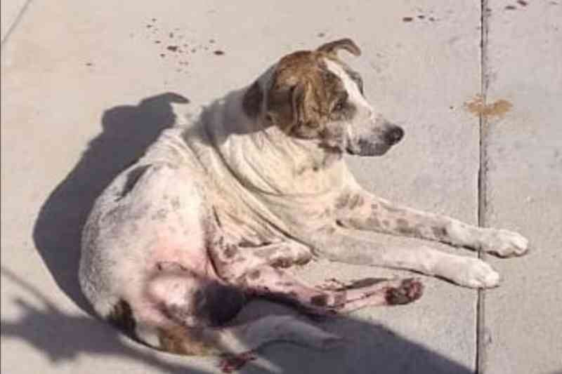 Comerciante é suspeito de atirar contra cachorro em Guanambi, BA