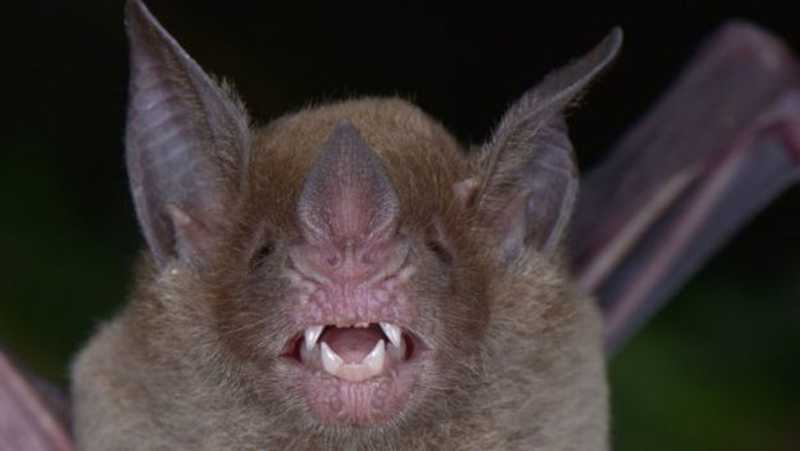 O morcego de cara pálida se alimenta de frutas e insetos — Foto: Trond Larsen