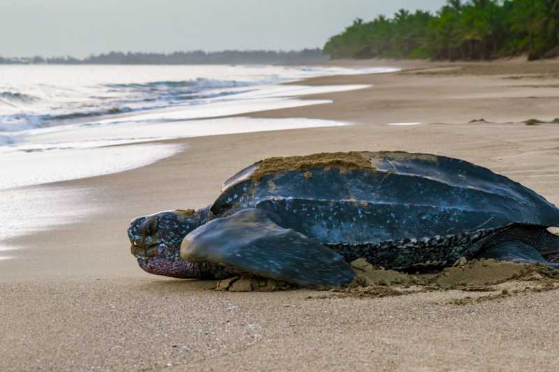 Quarentena está ajudando a reprodução da maior das espécies de tartarugas marinhas, ameaçada de extinção
