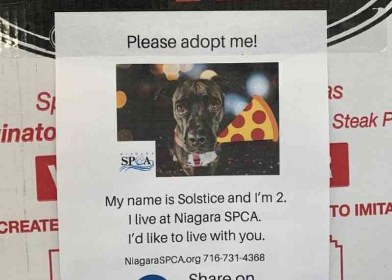 Cães em busca de um lar estampam caixas de pizza em campanha especial