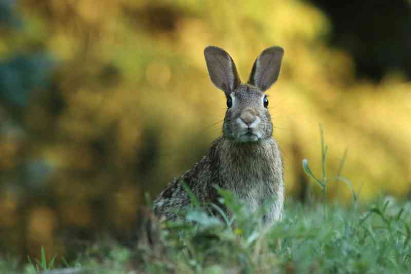 O vírus hemorrágico letal que está dizimando populações de coelhos nos EUA