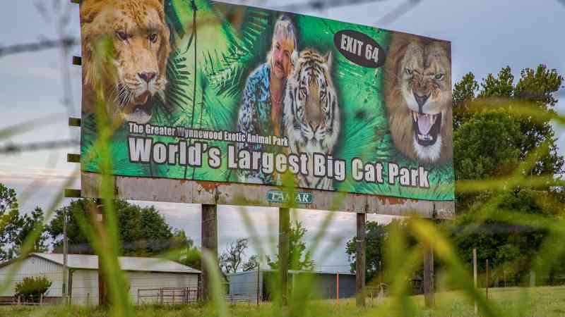 Zoológico de ‘Máfia dos Tigres’ reabre com multidões – felinos correm risco de contaminação
