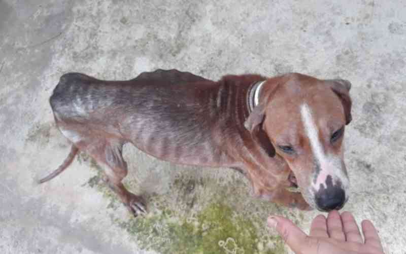 Cachorro que foi encontrado amarrado dentro de saco deixa clínica e ganha novo lar, em Caldas Novas, GO