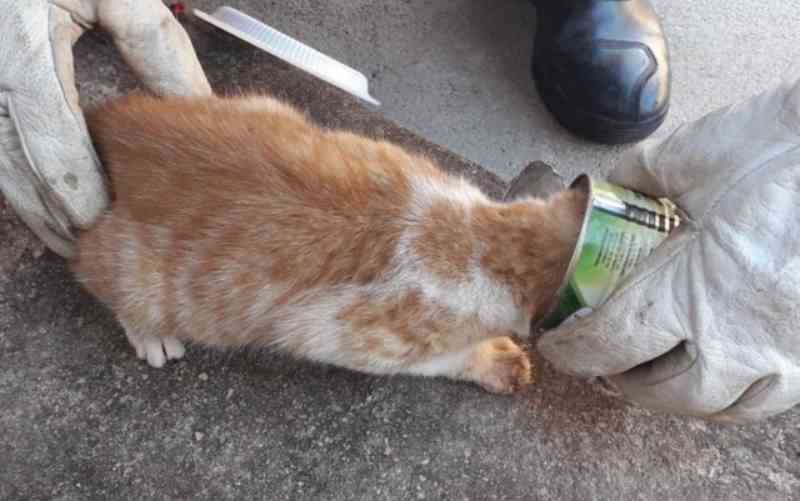 Gato é resgatado após ficar com a cabeça presa dentro de lata de milho, em Goianésia, GO