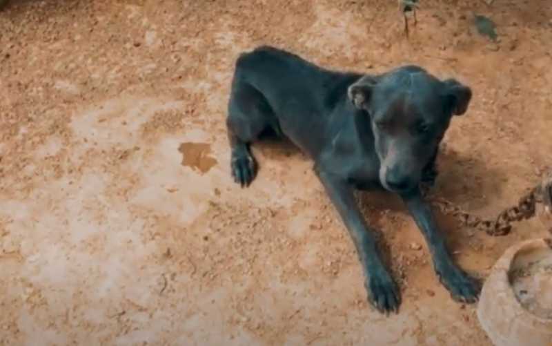 Cães são encontrados acorrentados, sem água e em situação de extrema magreza, em Luziânia — Foto: Divulgação/Polícia Civil