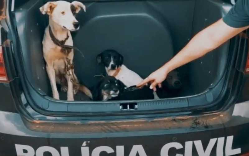 Animais foram entregues a um abrigo de animais na região, que irá cuidar deles — Foto: Divulgação/Polícia Civil