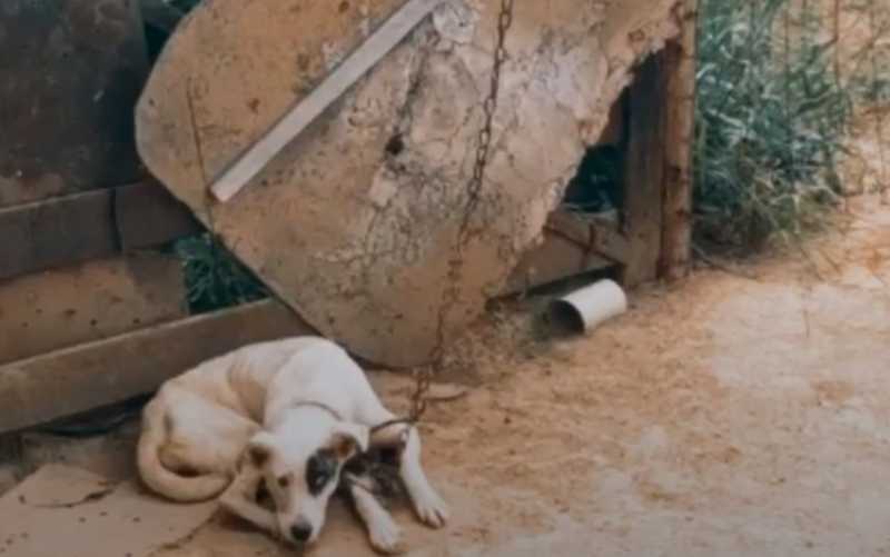 Polícia encontra cães acorrentados, sem água e em situação de extrema magreza, em Luziânia, GO