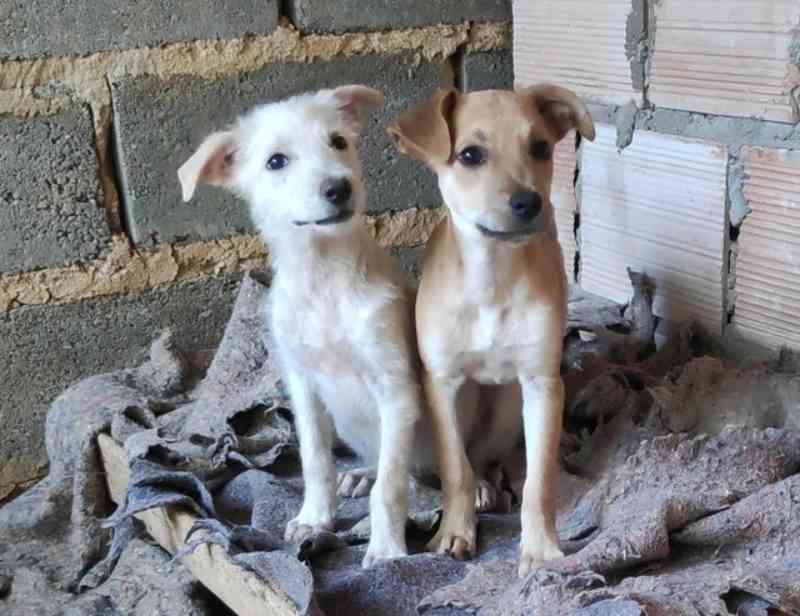 Live Pet Solidária é realizada para ajudar ONGs de animais em Montes Claros, MG