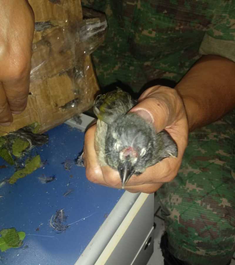 Pássaros eram transportados em condições precárias e estavam feridos — Foto: Polícia Militar/ Divulgação